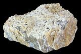 Agatized Fossil Coral Geode - Florida #90222-1